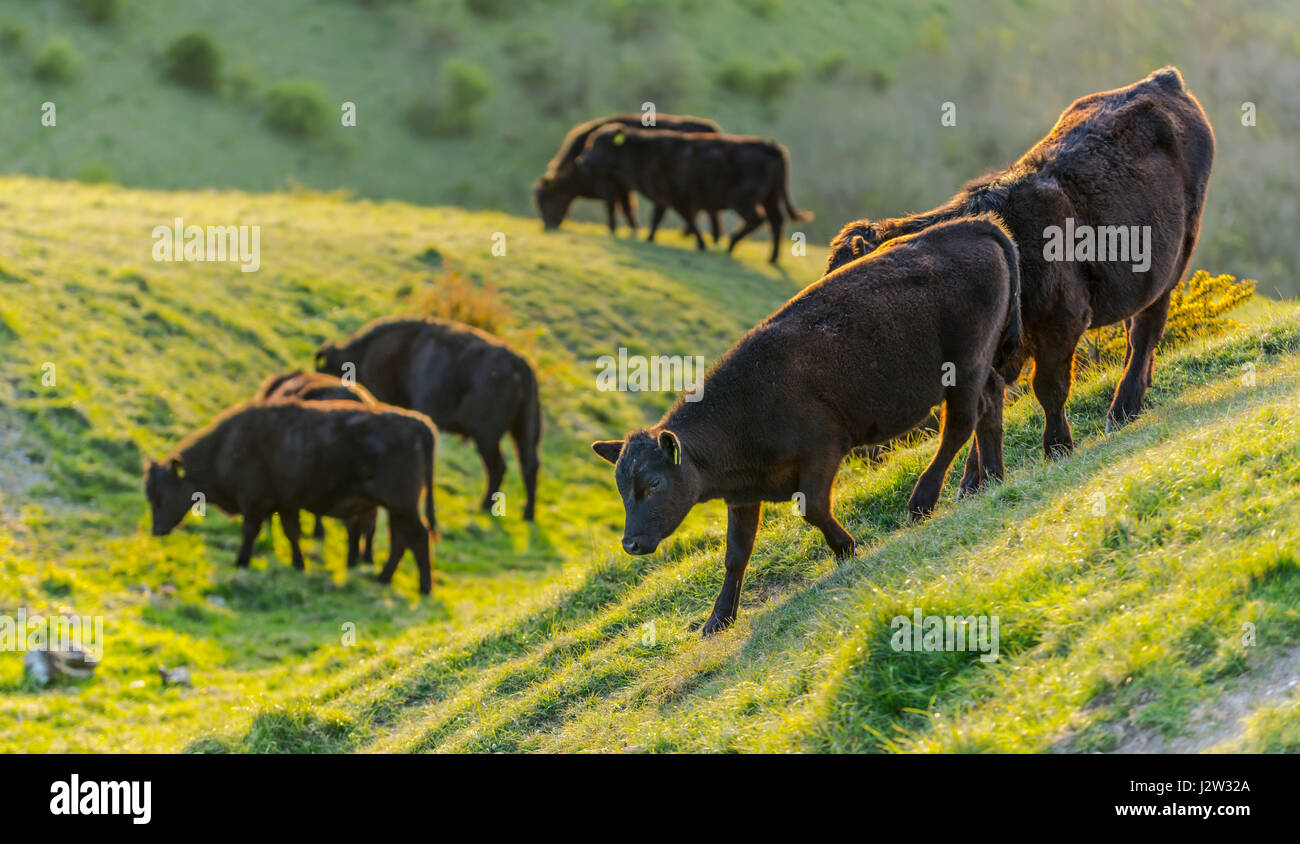 Kleine Herde Kühe stehend auf einem Hügel in der leichten Abend in der britischen Landschaft. Stockfoto