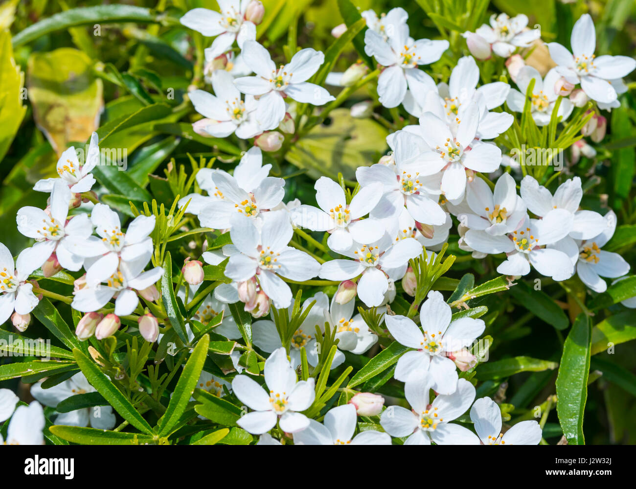 Kleine weiße Blumen der Mexikanischen Orange Blossom (Choisya ternata) Ende Frühjahr/Anfang Sommer in Großbritannien. Stockfoto