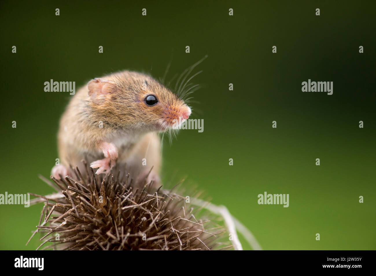 Ernte (Micromys Minutus) Maus auf Karde (Dipsacus Fullonum) Stockfoto