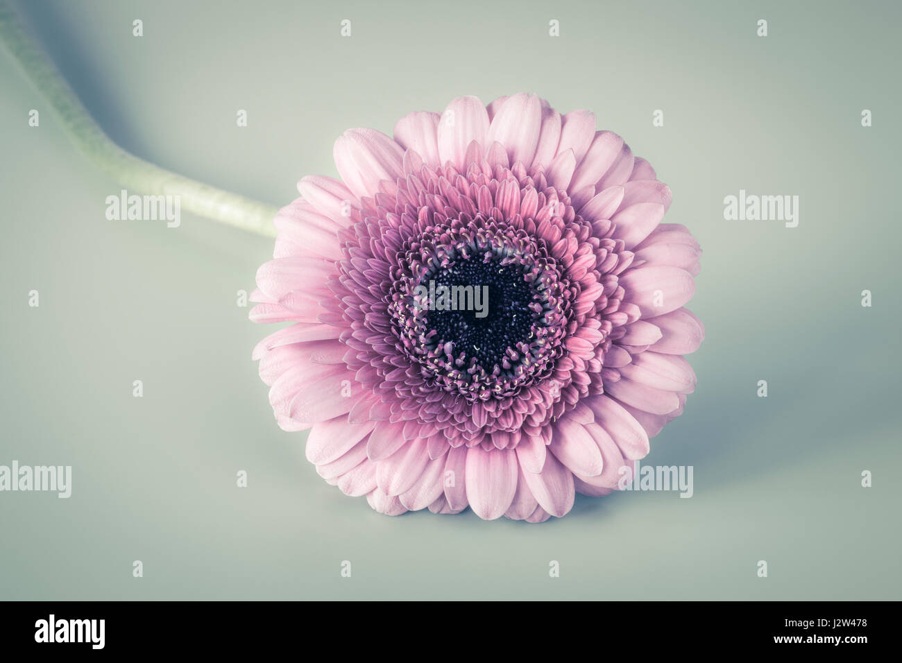 Rosa Gerbera Stockfoto