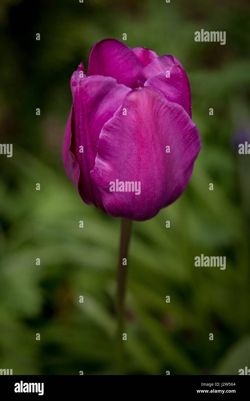 Lila Tulpe, einzelnen Blüte Stockfoto