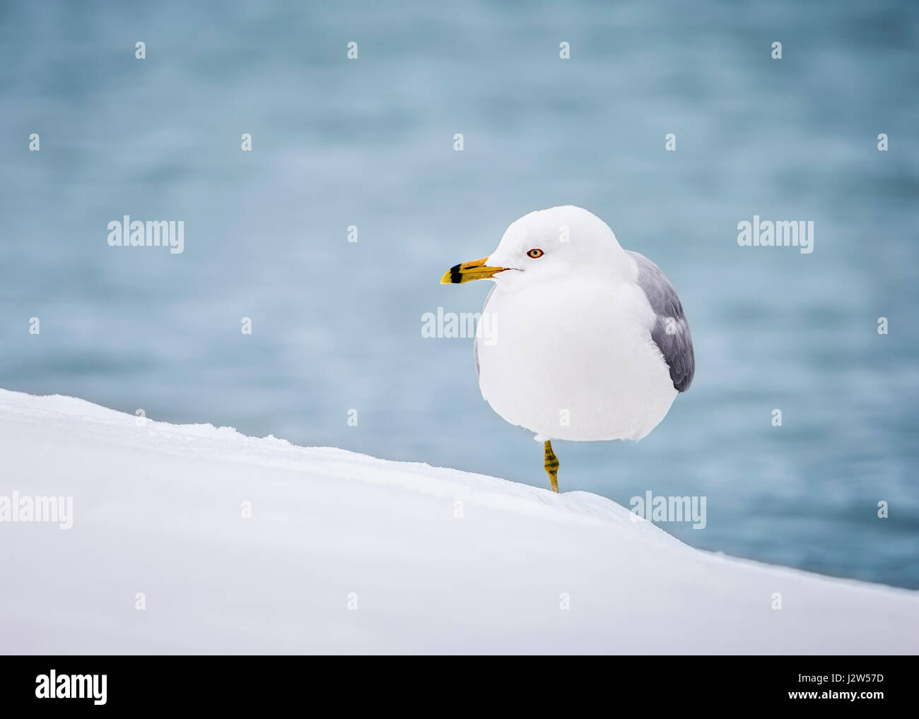 Ring-billed Gull Stehen auf einem Bein im Schnee. Stockfoto