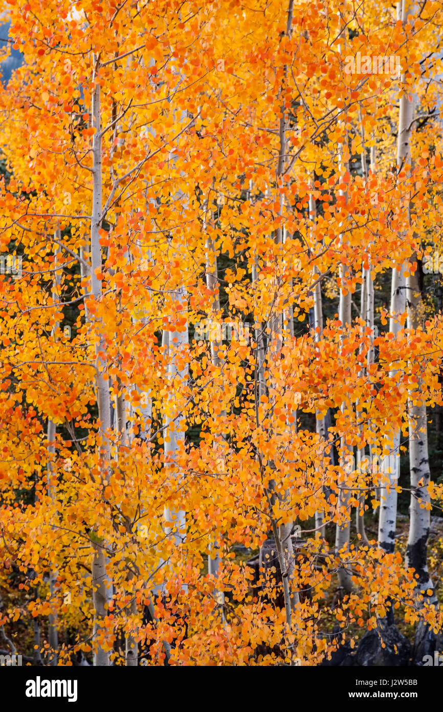 Orange Espen in der Nähe von Kohle Bank Pass, San Juan Mountains, Colorado USA Stockfoto