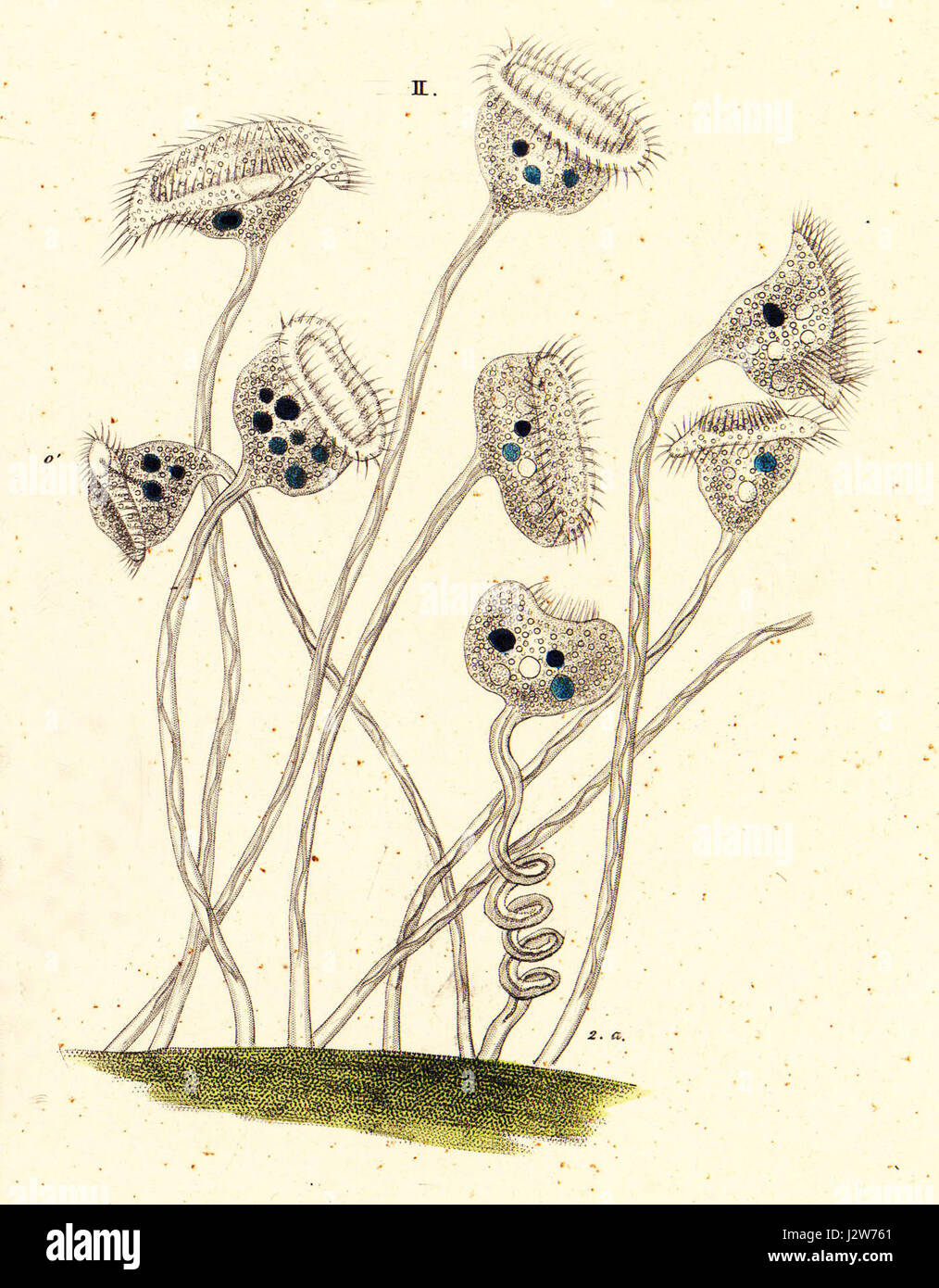 26-2-1 Vorticella patellina Stockfoto