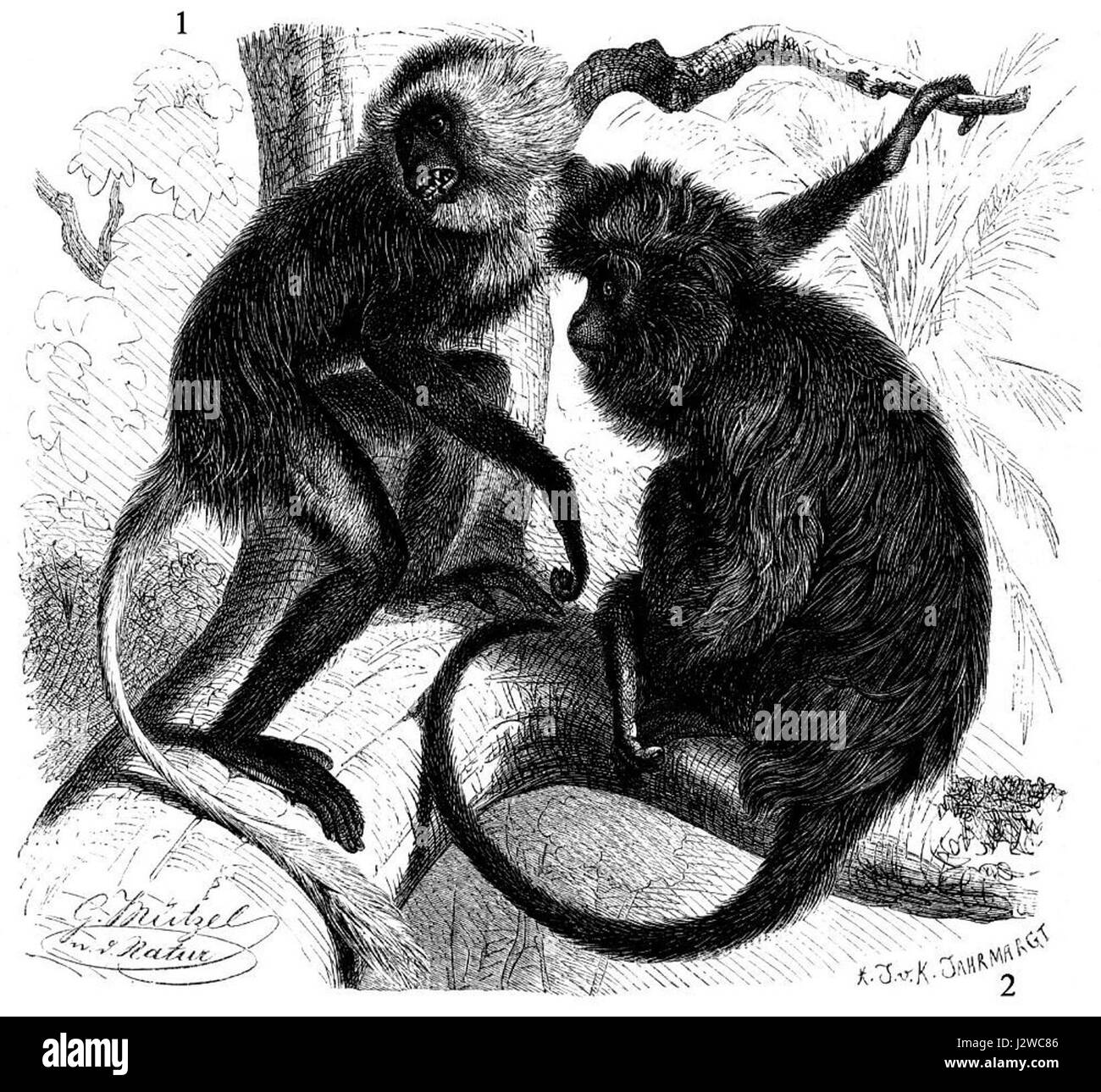 Dies bezieht sich auf zwei Arten von Affen aus der Gattung Colobus polykomos, allgemein bekannt als Olive Colobus, und Colobus satanas, den schwarzen Colobus. Diese Arten sind in Afrika beheimatet und für ihre einzigartige Färbung und ihre ausgeprägten sozialen Strukturen bekannt. Stockfoto