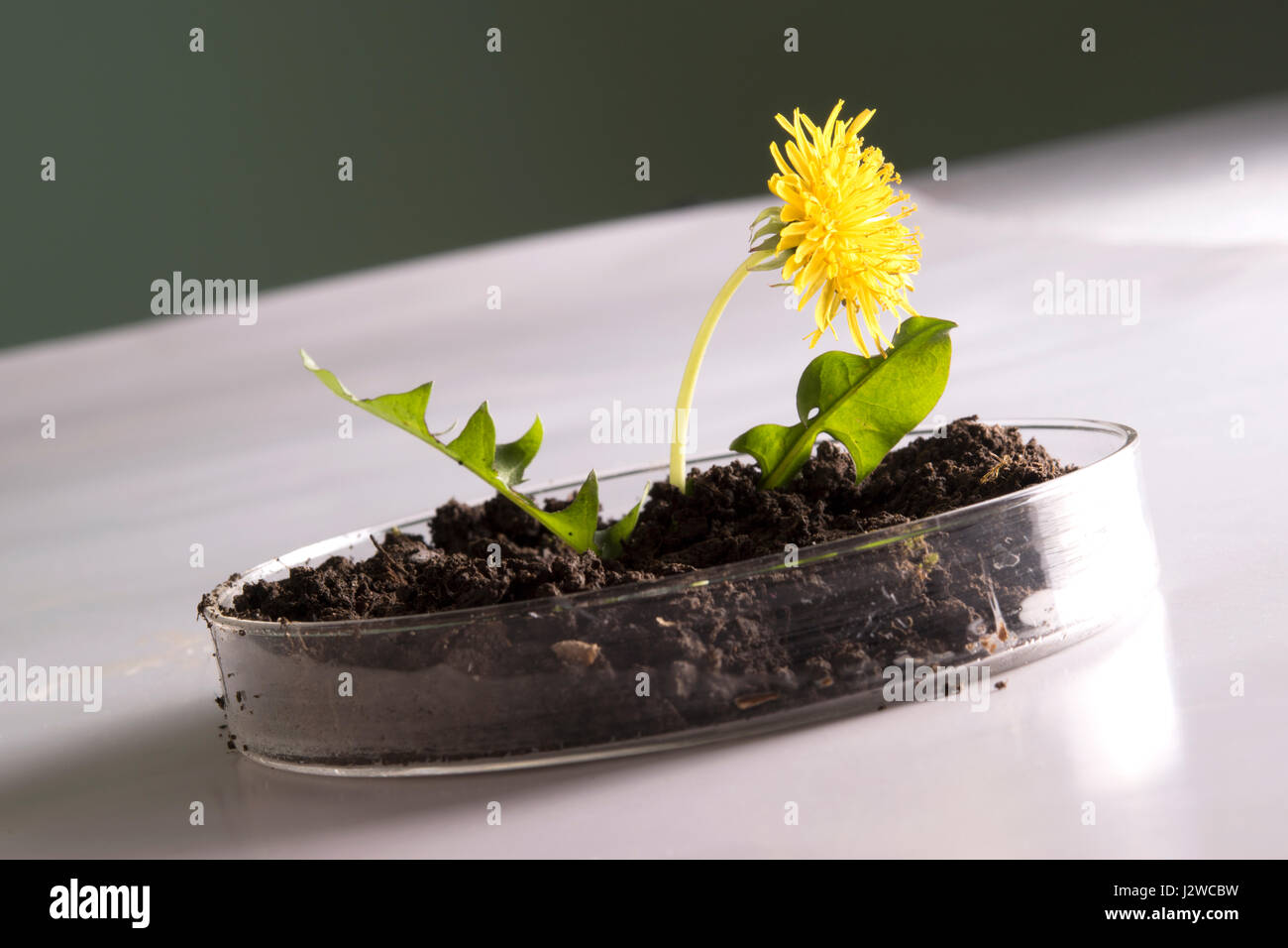 Pflanzenforschung Stockfoto