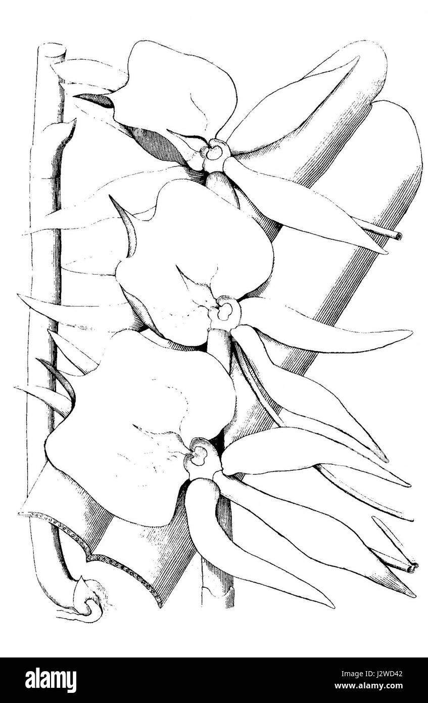 A. eburneum subsp. Superbum ist eine Unterart der A. eburneum Pflanze, die für ihr unverwechselbares Aussehen bekannt ist und für ihre auffälligen Eigenschaften und Schönheit in Ziergärten verwendet wird. Stockfoto