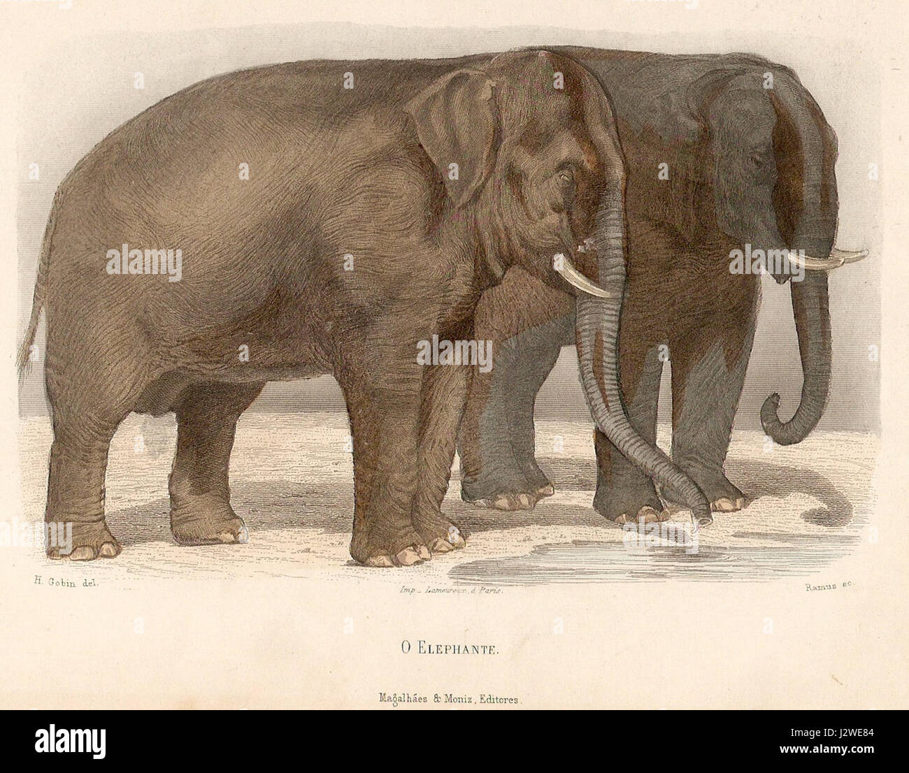 Der Elephante von 1890 ist ein bedeutendes historisches Artefakt, das sich oft auf eine Darstellung oder ein Objekt bezieht, das in dieser Zeit mit Elefanten in Verbindung gebracht wurde. Elefanten waren in verschiedenen kulturellen und historischen Zusammenhängen bekannt, darunter Zirkusse, zoologische Sammlungen und globale Expeditionen. Stockfoto