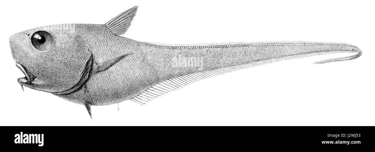 Cetonurus crassiceps2 Stockfoto