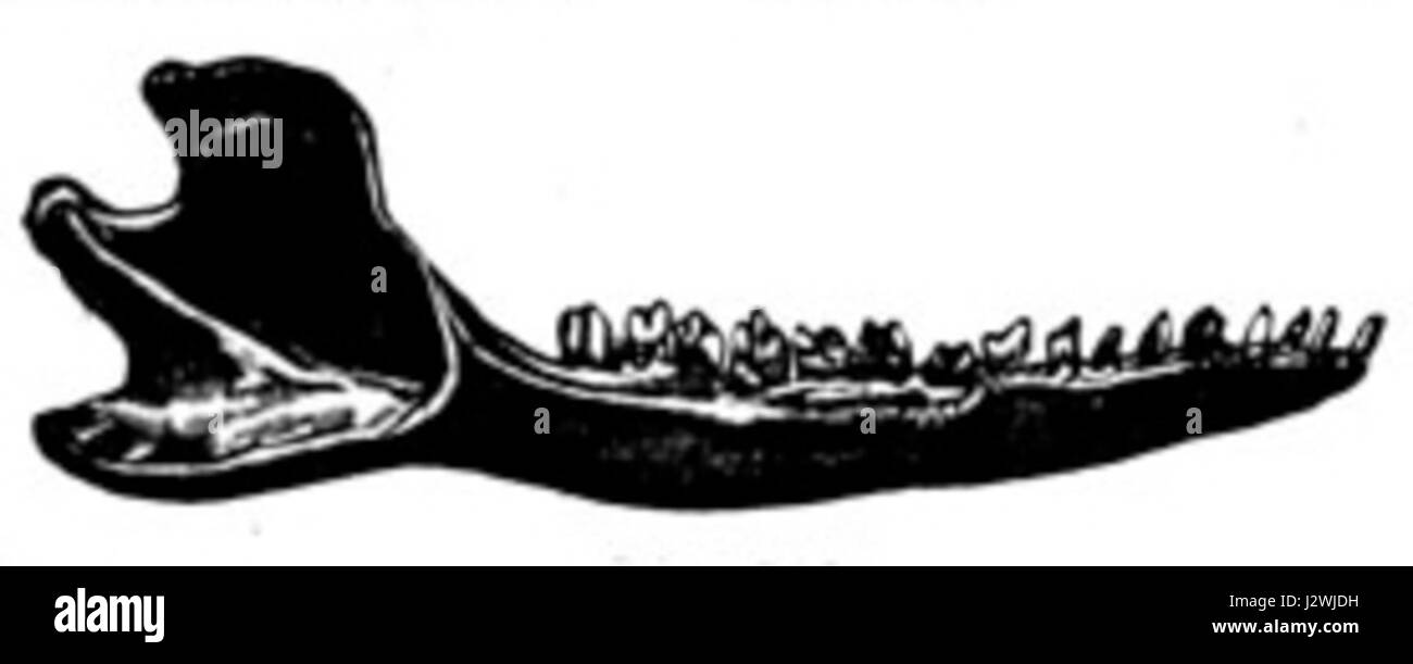 Amphitherium Stockfoto