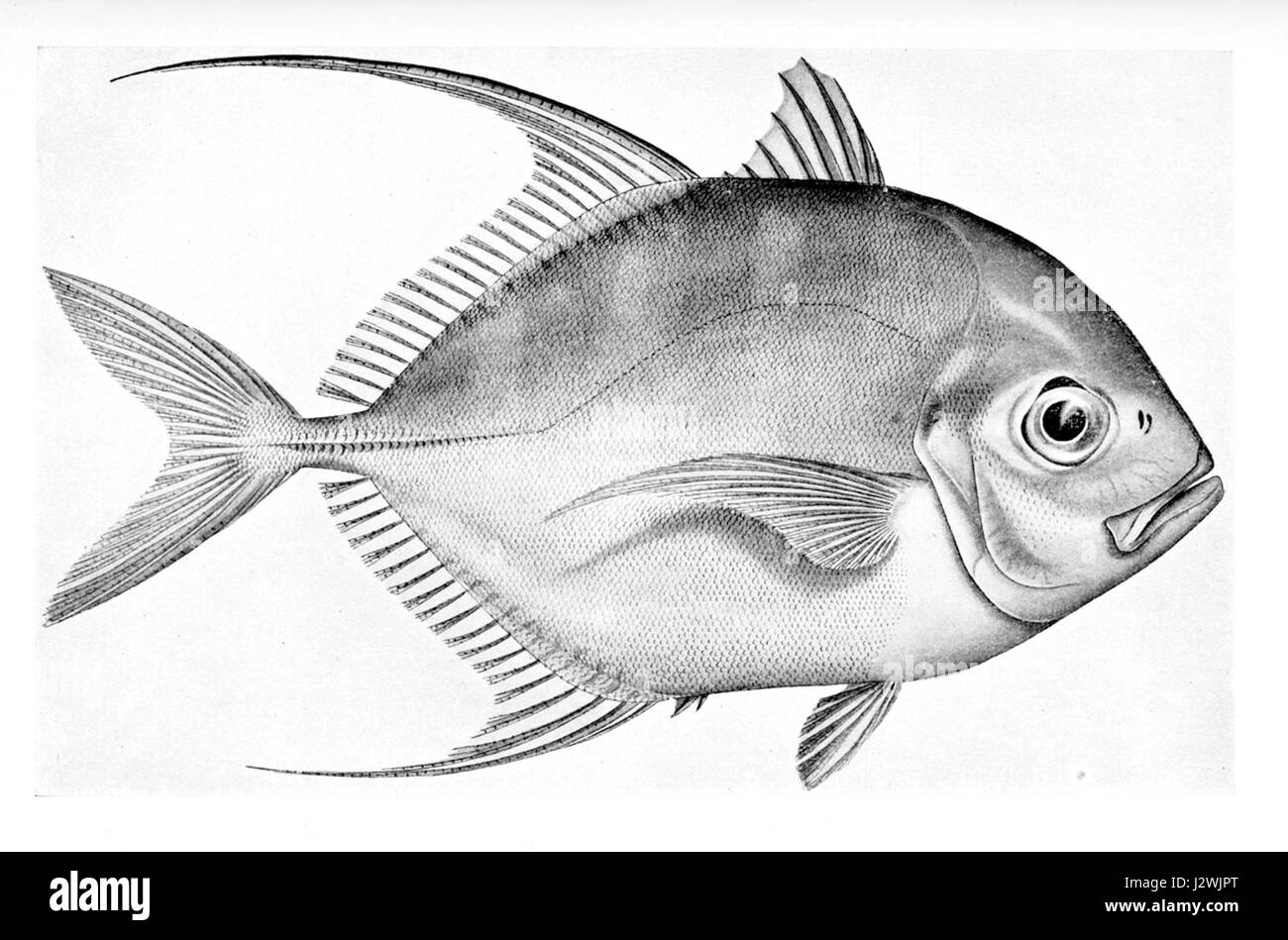 Carangoides coeruleopinnatus Stockfoto