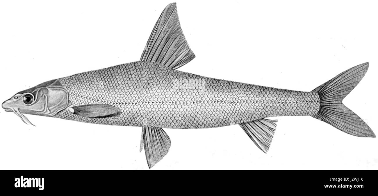 Barbus brachycephalus ist eine Süßwasserfischart aus der Familie der Cyprinidae. Sie ist vor allem in Südostasien zu finden und ist für ihre Besonderheiten und ihre ökologische Rolle in lokalen Wassersystemen bekannt. Stockfoto