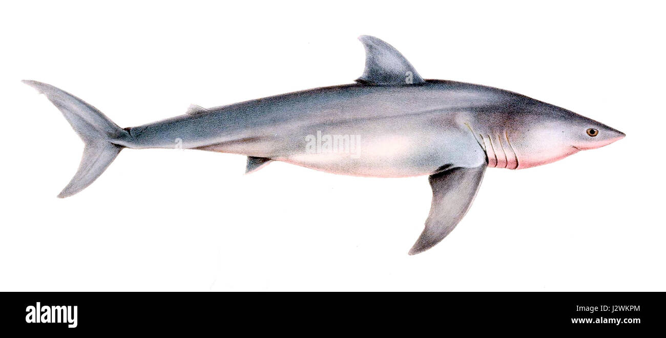 Diese Zeichnung zeigt Carcharodon Carcharias, die allgemein als der große weiße Hai bekannt sind. Das Bild zeigt wahrscheinlich diesen Spitzenräuber, der für seine Größe und seine scharfen Zähne bekannt ist und häufig in Küstengewässern weltweit vorkommt. Stockfoto