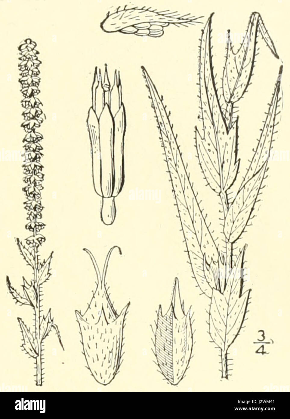 Ambrosia bidentata Stockfoto