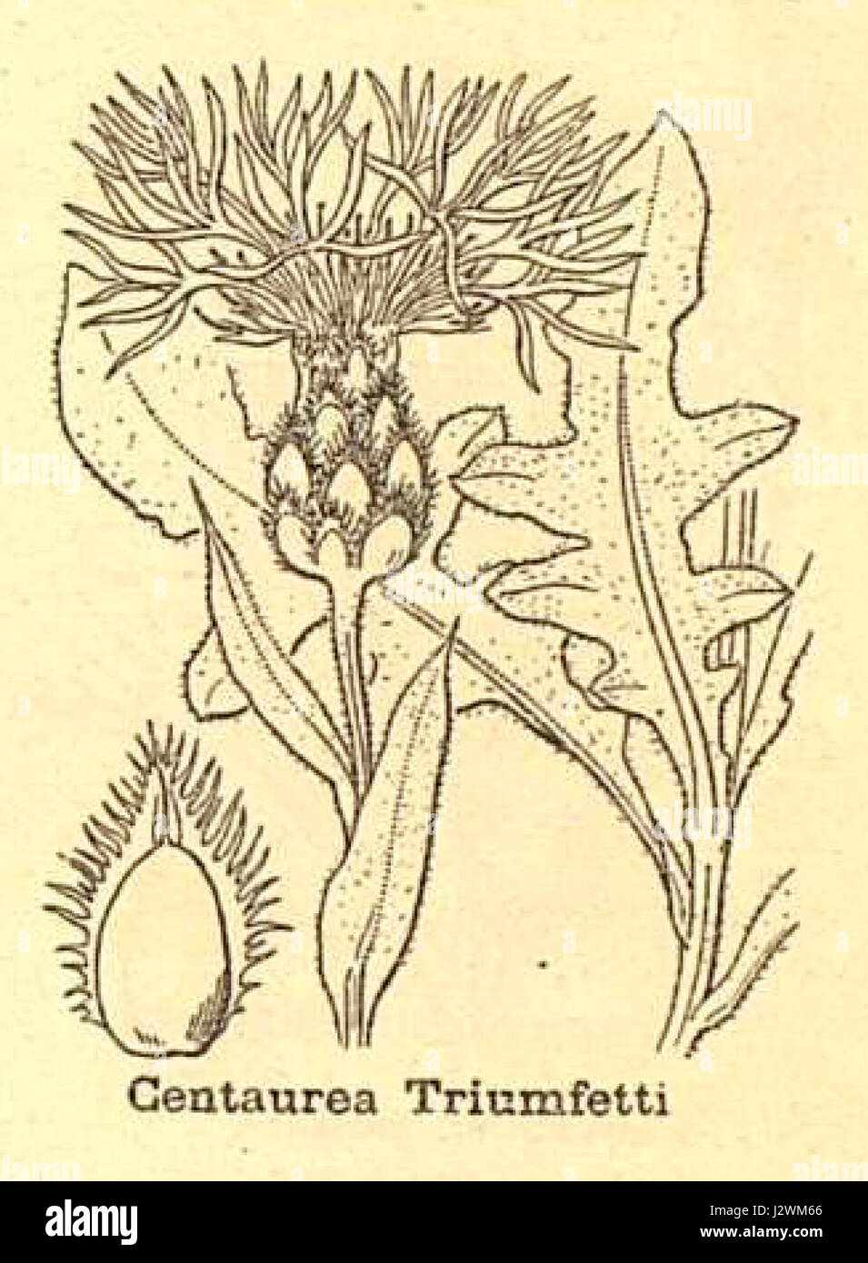 Centaurea triumfettii ssp axillaris ist eine in bestimmten Teilen Europas heimische Unterart der Centaurea-Pflanze. Sie zeichnet sich durch ihre ausgeprägte Blütenmorphologie aus und gehört zur Familie der Asteraceae, die oft in gemäßigten Regionen vorkommt. Stockfoto