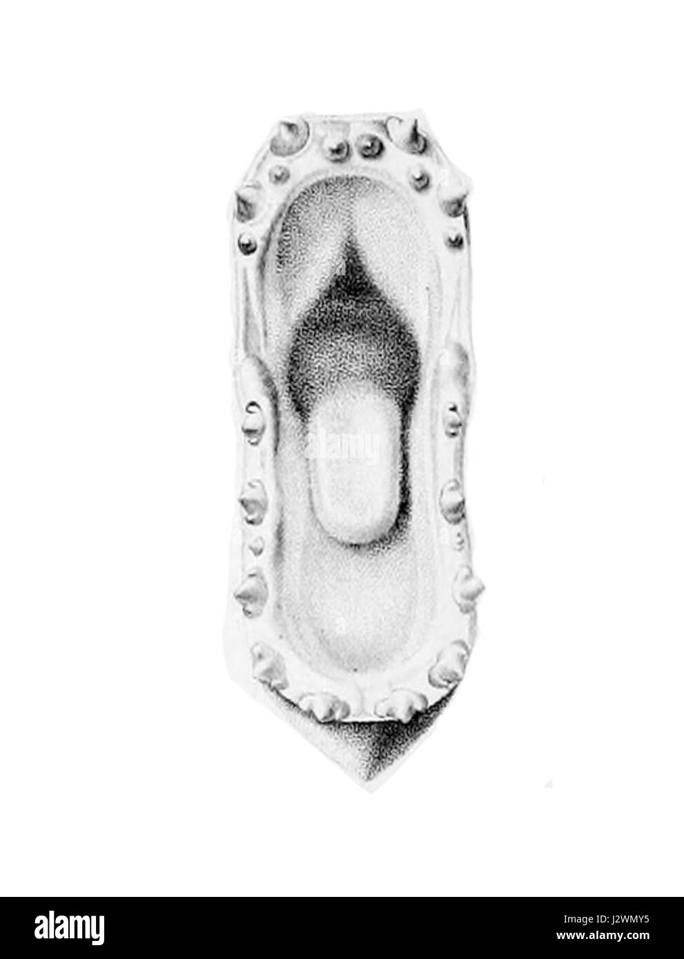 Catoprion mento1 Stockfoto