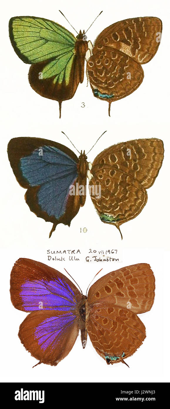 Arhopala eumolphus maxwelli ist eine Schmetterlingsart aus der Familie der Lycaenidae. Sie wurde in Südostasien gefunden und ist bekannt für ihre markanten Farben und Muster auf den Flügeln. Der Schmetterling spielt eine Rolle im lokalen Ökosystem, trägt zur Bestäubung bei und dient als Schlüsselart in seinem Lebensraum. Stockfoto