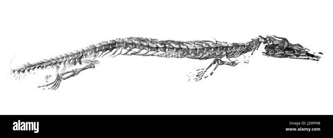 Aigialosaurus Stockfoto