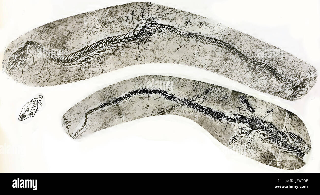 Adriosaurus Stockfoto