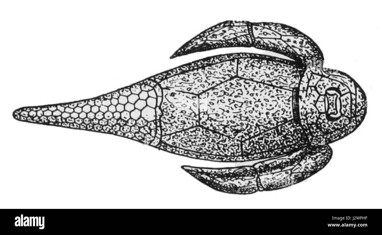 Asterolepis cornutus ist eine Art ausgestorbener Fische, die für ihren gepanzerten Körper und sein ausgeprägtes stacheliges Aussehen bekannt ist. Sie lebte während der Devon-Zeit und bietet wertvolle Einblicke in die prähistorische Unterwasserwelt. Stockfoto