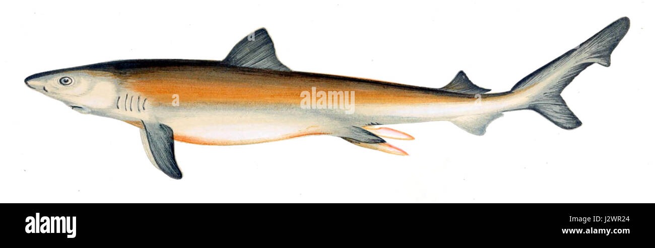 Carcharodon carcharias, auch bekannt als der große weiße Hai, ist ein großer Raubfisch, der in Küstengewässern vorkommt. Er ist bekannt für seine Größe, seine scharfen Zähne und seinen Ruf als Spitzenräuber in Meeresökosystemen. Diese Art ist aufgrund ihrer Rolle in den ozeanischen Lebensmittelketten und ihres empfindlichen Status Gegenstand umfassender Untersuchungen über Meeresbiologie und Erhaltung. Stockfoto