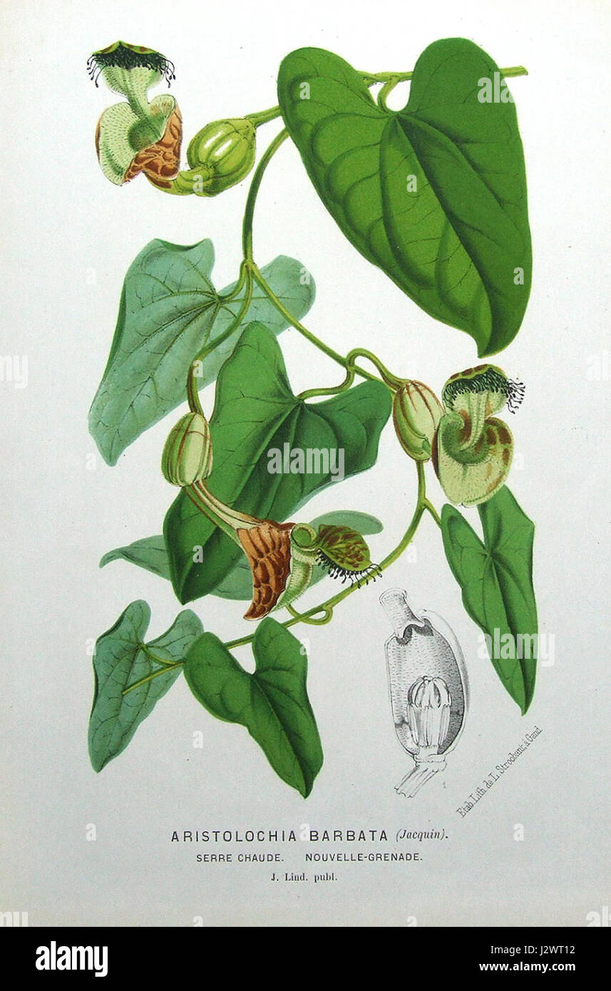 Aristolochia-Barbata-Dutchmans-Pipe-Linden-Antique-Botanical-Print-c-1874-12308-p Stockfoto