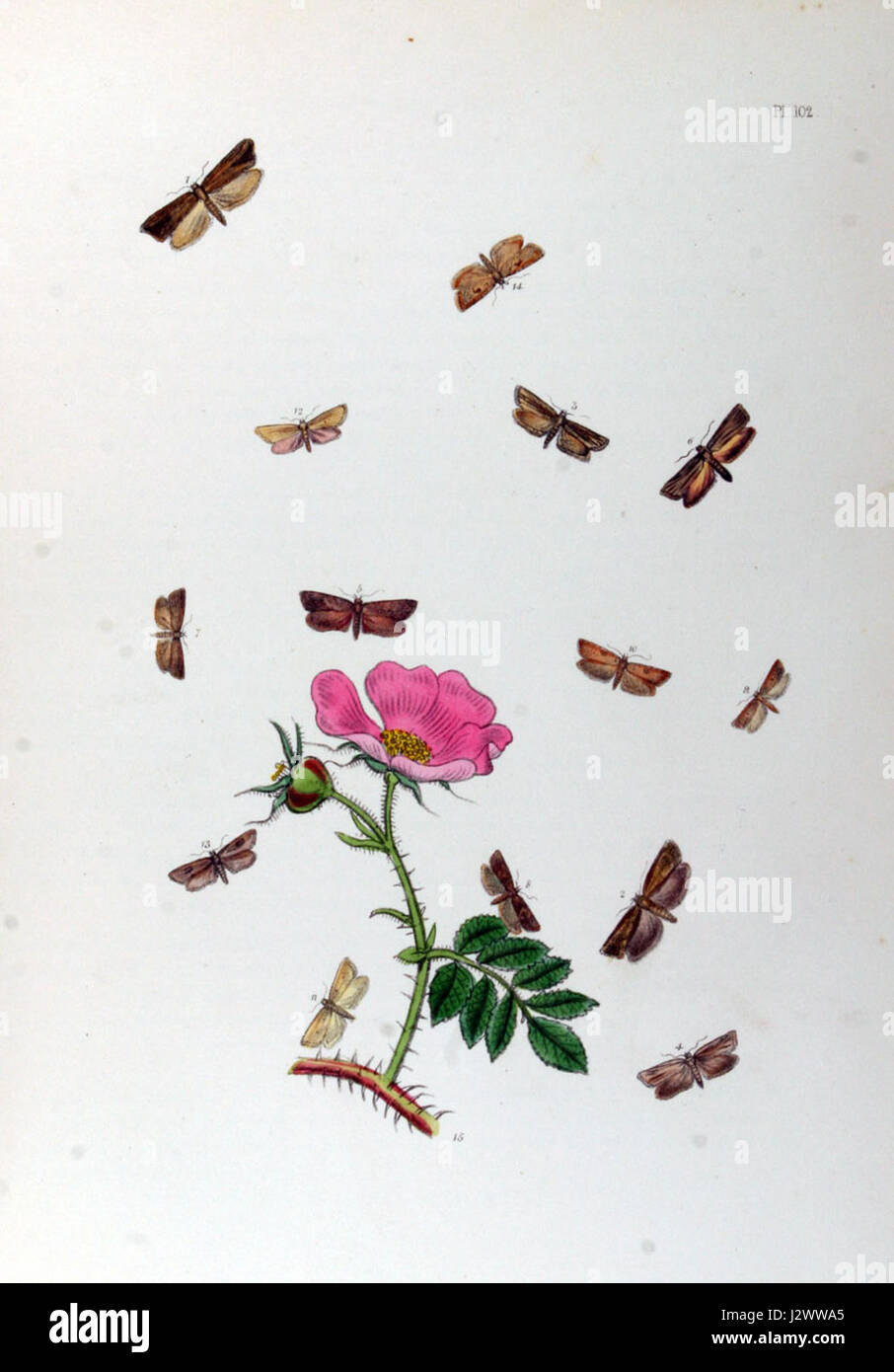 Verweis auf BMAT. II-102, die eine Klassifizierung oder ein Index eines bestimmten Dokuments, Manuskripts oder Buches sein könnte. Für Klarheit in diesem Bereich bedarf es weiterer Rahmenbedingungen. Stockfoto