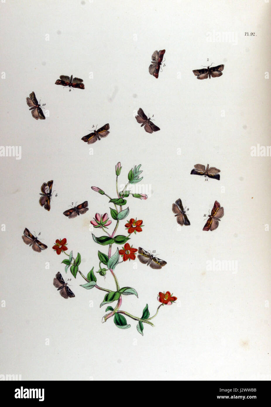 „BMAT. II-92' bezieht sich auf einen bestimmten Gegenstand, möglicherweise ein Manuskript oder Dokument, innerhalb einer Sammlung. Es bedarf eines zusätzlichen Kontextes, um weitere Einzelheiten über die Art des Konzepts zu liefern. Stockfoto