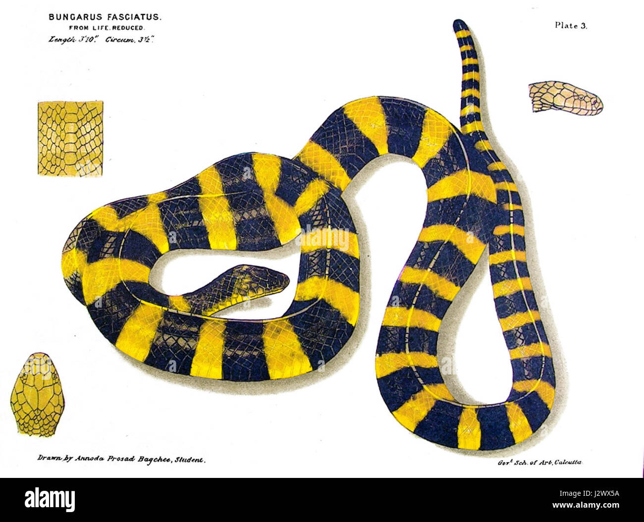 Bungarus Fasciatus Ewart Farbe Stockfoto