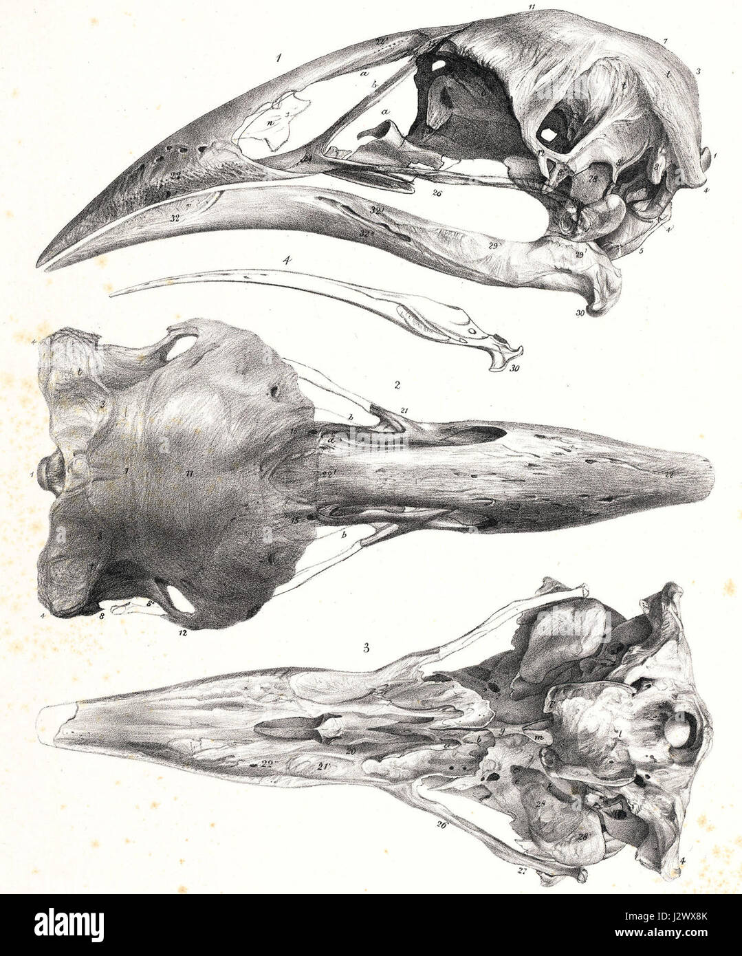 Das Aptornis Cranium bezieht sich auf den fossilen Schädel einer Vogelart, Aptornis, die bekanntermaßen in Neuseeland gelebt hat. Der Vogel ist ausgestorben und wird nun auf seine Rolle in prähistorischen Ökosystemen untersucht. Stockfoto