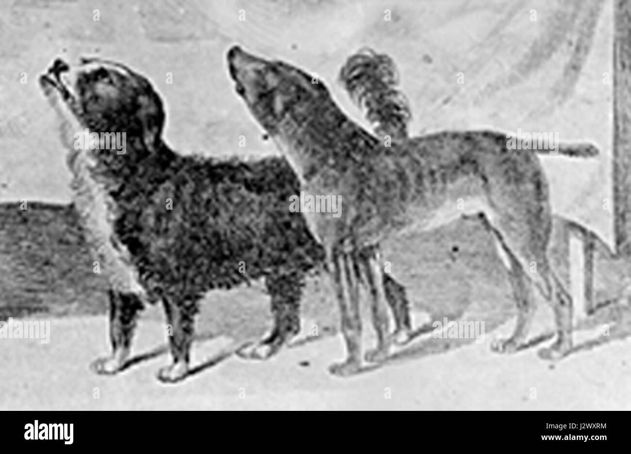 Ein zugeschnittenes Bild der berühmten Bummer und Lazarus, zwei bekannte Hunde in der Geschichte San Franciscos, die für ihre Loyalität und Popularität im 19. Jahrhundert bekannt sind. Stockfoto