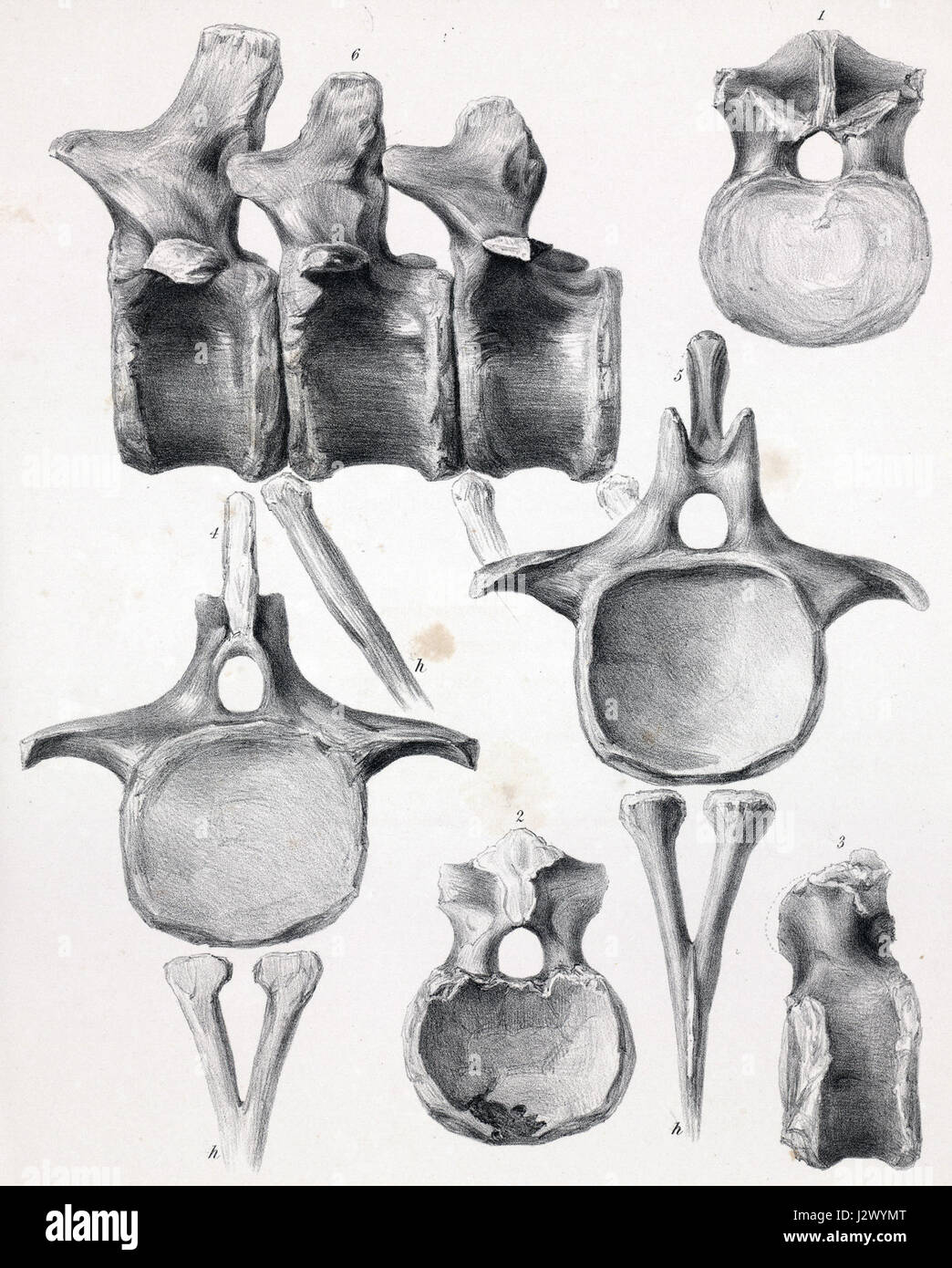 Cetiosaurus brevis ist eine ausgestorbene Dinosaurierart aus dem Jura. Sie gehört zur Gruppe der Sauropoden, bekannt für ihren langen Hals und ihren großen Körper, der durch Fossilien gefunden wurde. Stockfoto