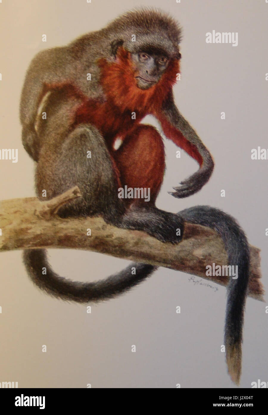 Callicebus baptista, auch bekannt als Baptista's titi Monkey, ist eine Art von Primaten, die im Amazonas-Regenwald vorkommt. Es ist bekannt für sein charakteristisches Fell und sein Verhalten. Stockfoto