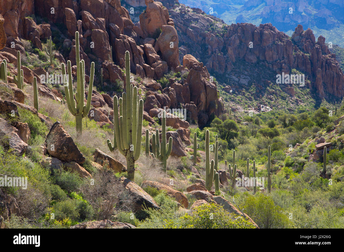 Canyon mit Saguaro entlang Peralta Trail, Superstition Wilderness, Tonto National Forest, Arizona Stockfoto