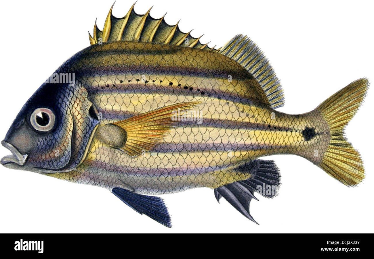 Anisotremus moricandi, auch bekannt als Stachelbarsch, ist eine Fischart aus der Familie der Haemulidae, die in den tropischen Gewässern des östlichen Pazifiks vorkommt. Stockfoto