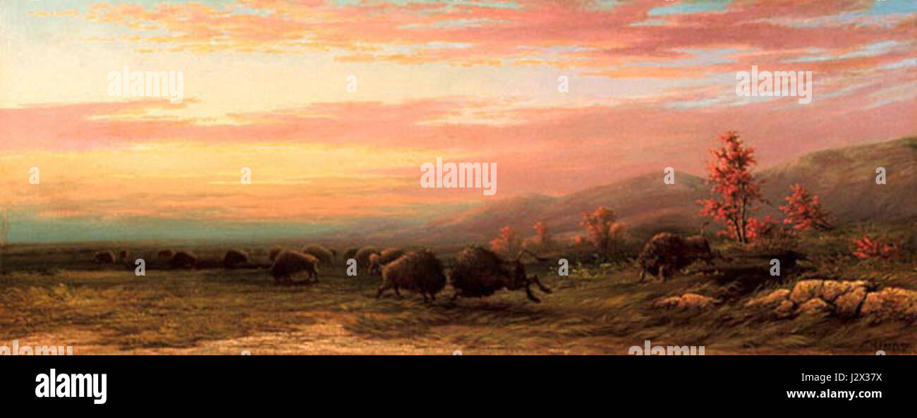 „Buffalo in Combat“ von Frederick Verner ist ein Kunstwerk, das eine dramatische Begegnung zwischen Büffeln darstellt und die Fähigkeit von Vernerâ zeigt, Wildtiere in einem natürlichen und dynamischen Zustand zu erfassen. Stockfoto