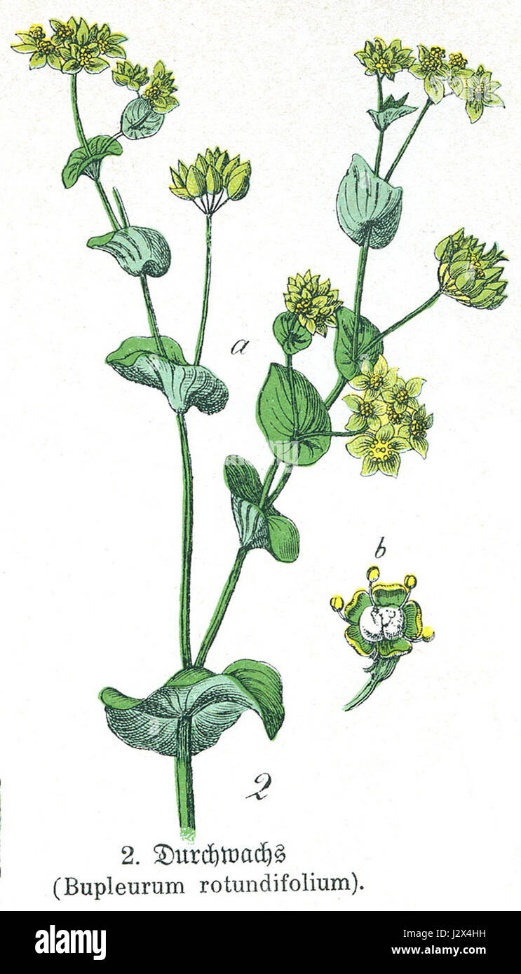 Bupleurum rotundifolium Stockfoto