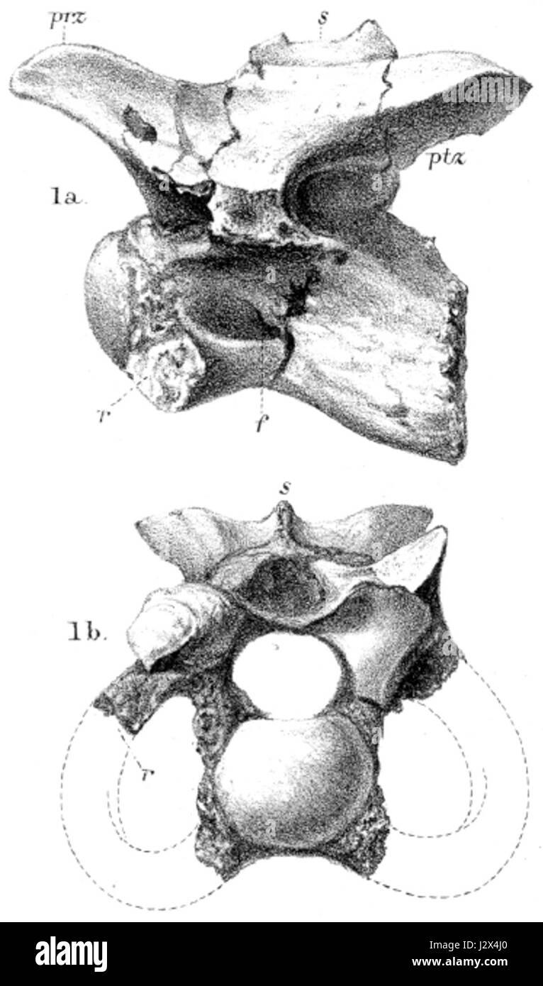 Calamosaurus Stockfoto