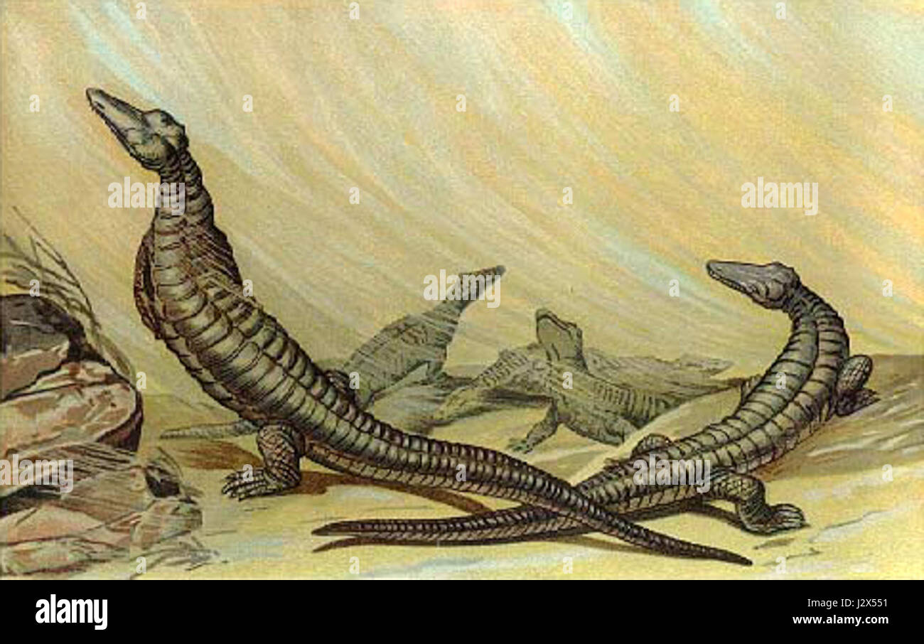 Aetosaurus John bezieht sich auf eine Art ausgestorbener Reptilien aus der Triaszeit. Er war ein Mitglied der Archosaurier-Gruppe, ein früherer Verwandter von Dinosauriern. Stockfoto