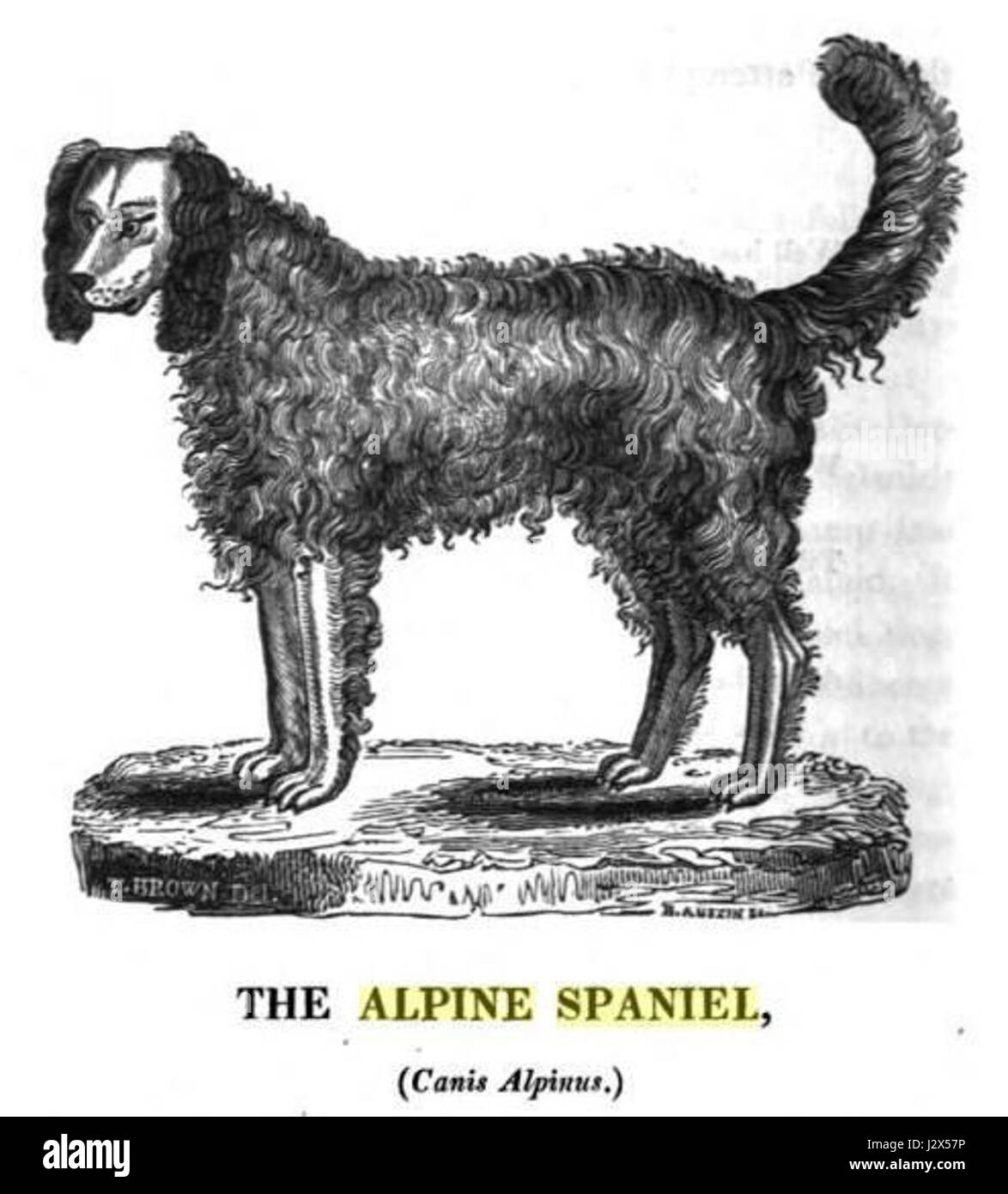 Alpine spaniel Stockfoto