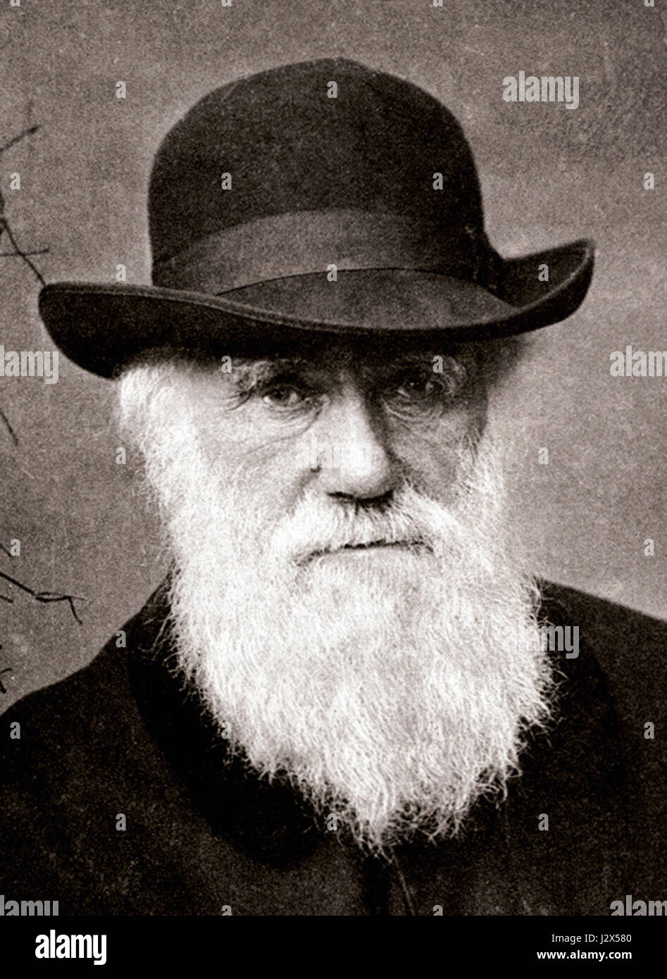 Dieser Beitrag von 1880 bezieht sich auf den berühmten britischen Naturforscher Charles Darwin, der für seine bahnbrechenden Arbeiten zur Evolutionstheorie bekannt ist. Seine Forschung revolutionierte die Biologie und das wissenschaftliche Verständnis der natürlichen Zuchtwahl, mit tiefgreifenden Auswirkungen auf Wissenschaft und Gesellschaft. Stockfoto