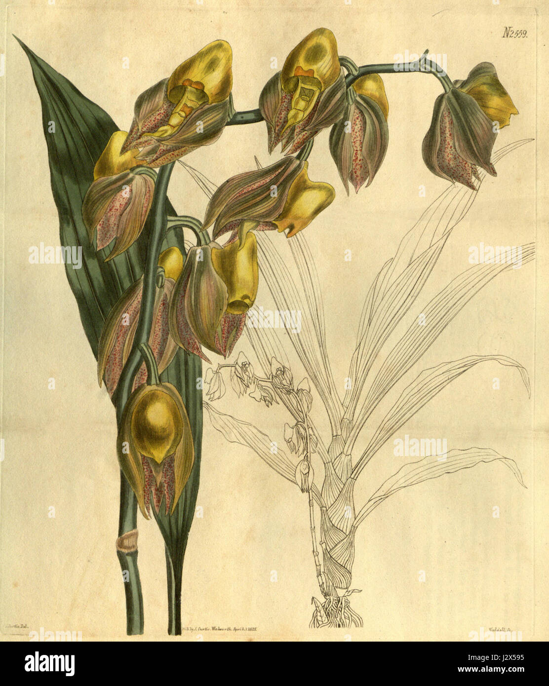 Catasetum macrocarpum, früher bekannt als C. tridentatum, ist eine Orchideenart, die 1825 im Botanical Magazine von Curtisâ dokumentiert wurde. Diese Orchidee ist bekannt für ihre charakteristischen Blüten und einzigartigen Eigenschaften, die botanische Studien des 19. Jahrhunderts repräsentieren. Stockfoto