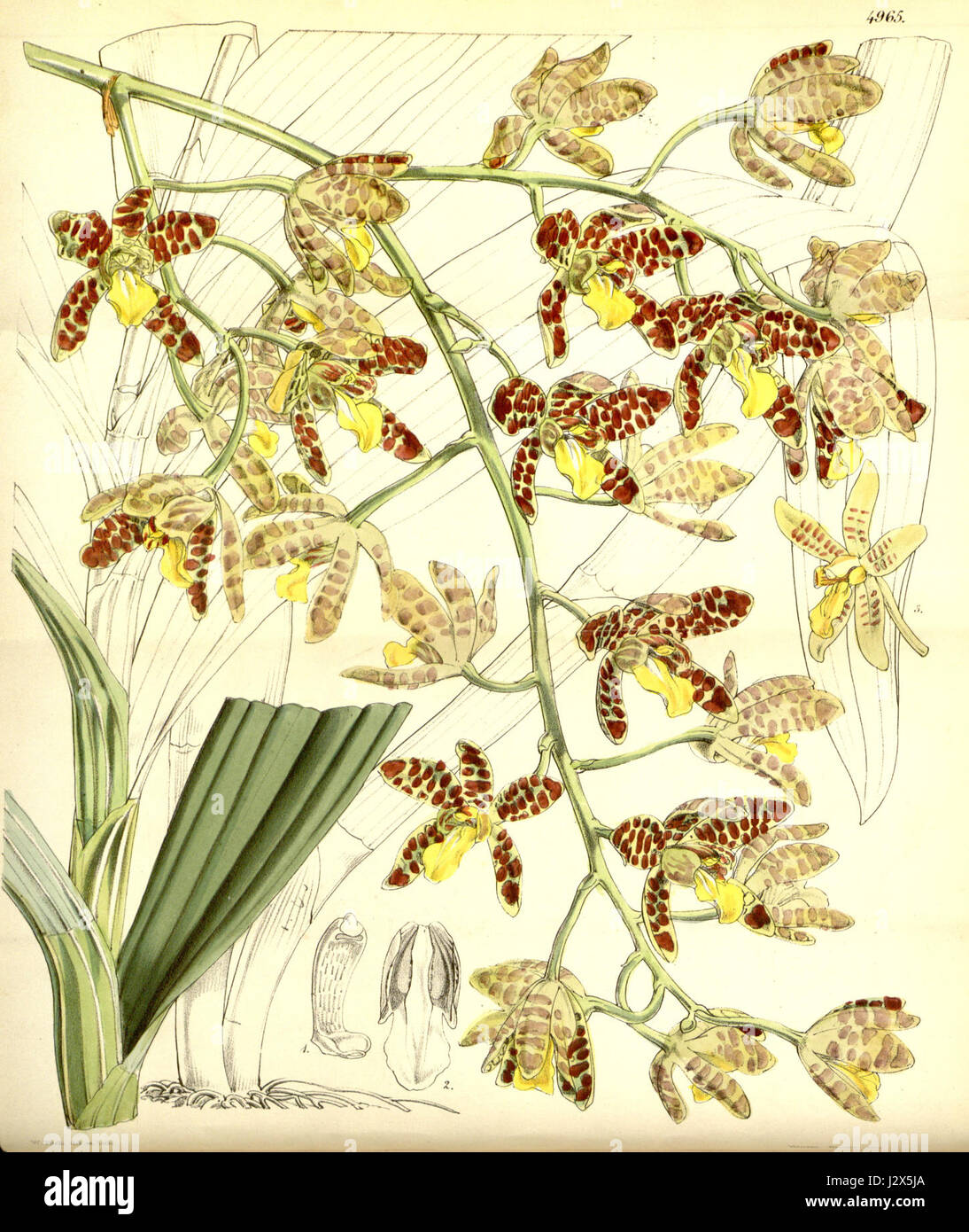 Eine botanische Illustration von Ansellia africana, einer afrikanischen Orchideenart, veröffentlicht im Curtis' Botanical Magazine im Jahr 1857. Das Bild enthält Details zu den Eigenschaften und dem Aussehen der Orchidee. Stockfoto