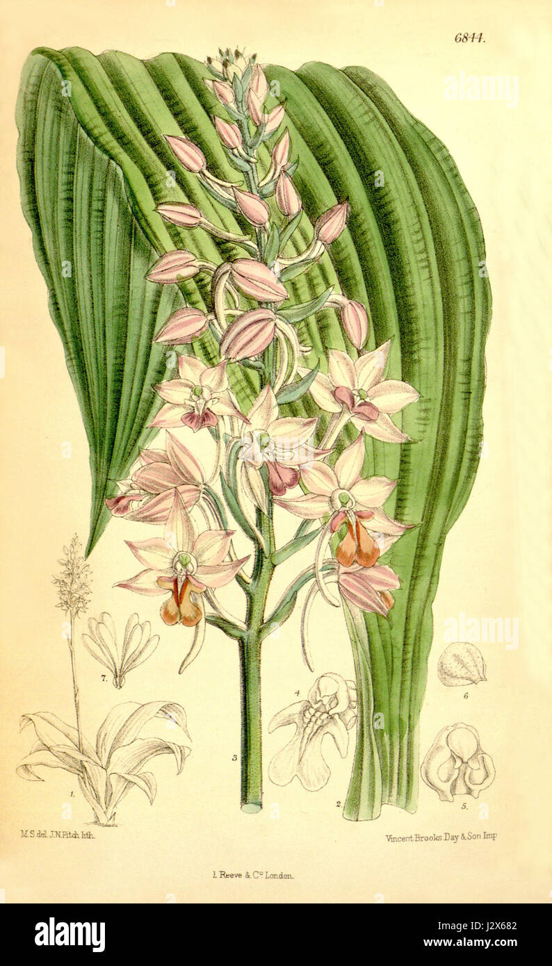 Dieser Titel bezieht sich auf die Pflanzenart Calanthe sylvatica, auch bekannt als Calanthe natalensis. Es wurde 1885 in Curtis' Botanical Magazine dokumentiert und zeigte seine Klassifizierung und botanische Merkmale. Stockfoto