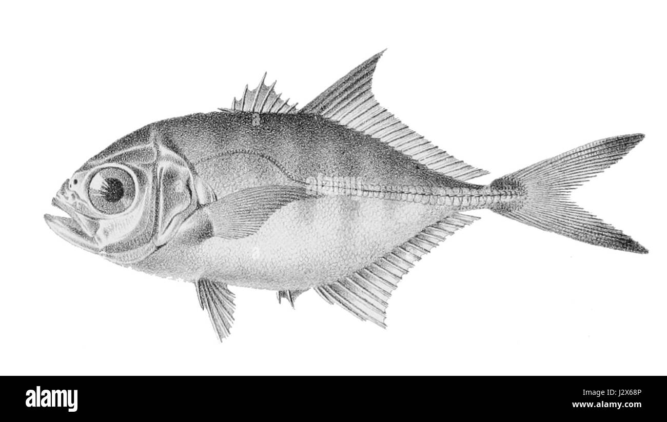 Caranx senegallus, auch bekannt als Senegal Jack, ist eine Fischart im Ostatlantik. Sie ist für ihr räuberisches Verhalten bekannt und findet sich oft in Küstengewässern und flachen Riffen. Stockfoto
