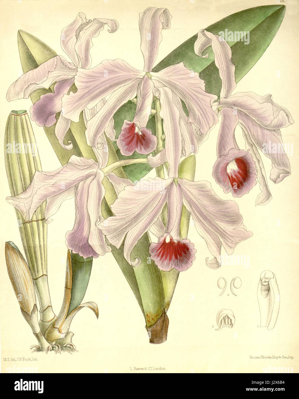 Cattleya lawrenceana, die in Curtis' Botanical Illustrations (1890) zu sehen ist, ist eine Orchideenart, die für ihre auffälligen und farbenfrohen Blüten bekannt ist und in tropischen Regionen beheimatet ist. Stockfoto