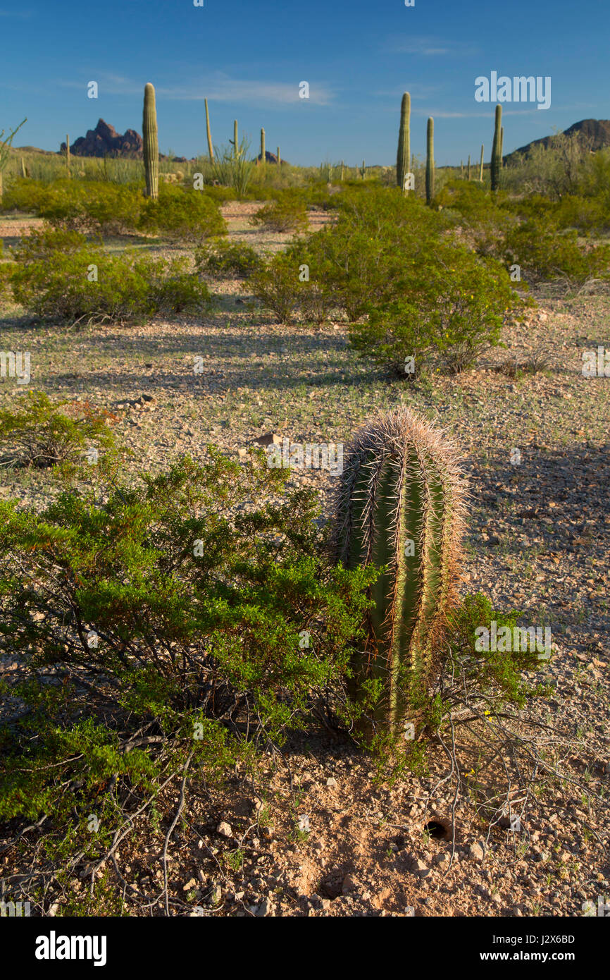 Saguaro, Cabeza Prieta National Wildlife Refuge, Arizona Stockfoto