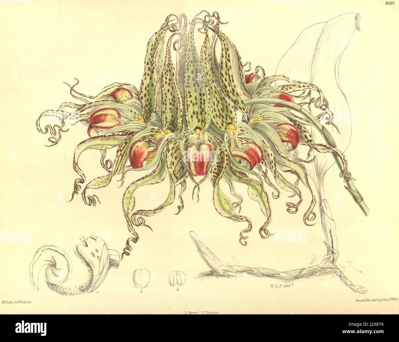 Bulbophyllum binnendijkii, eine Orchideenart, die 1908 im Botanical Magazine von Curtis dargestellt wurde, zeigt ihre besonderen floralen Merkmale. Diese Orchidee ist bekannt für ihre komplizierte Struktur und Schönheit. Stockfoto