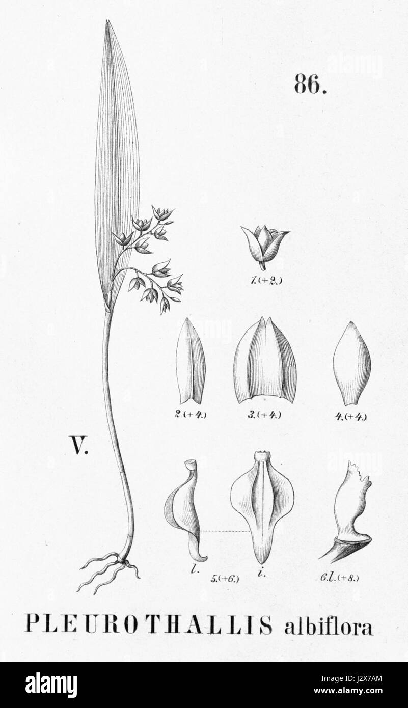 Acianthera Hygrophila (als Pleurothallis Albiflora) - Ausschnitt aus Flora Brasiliensis 04.03.86 Abb. V Stockfoto