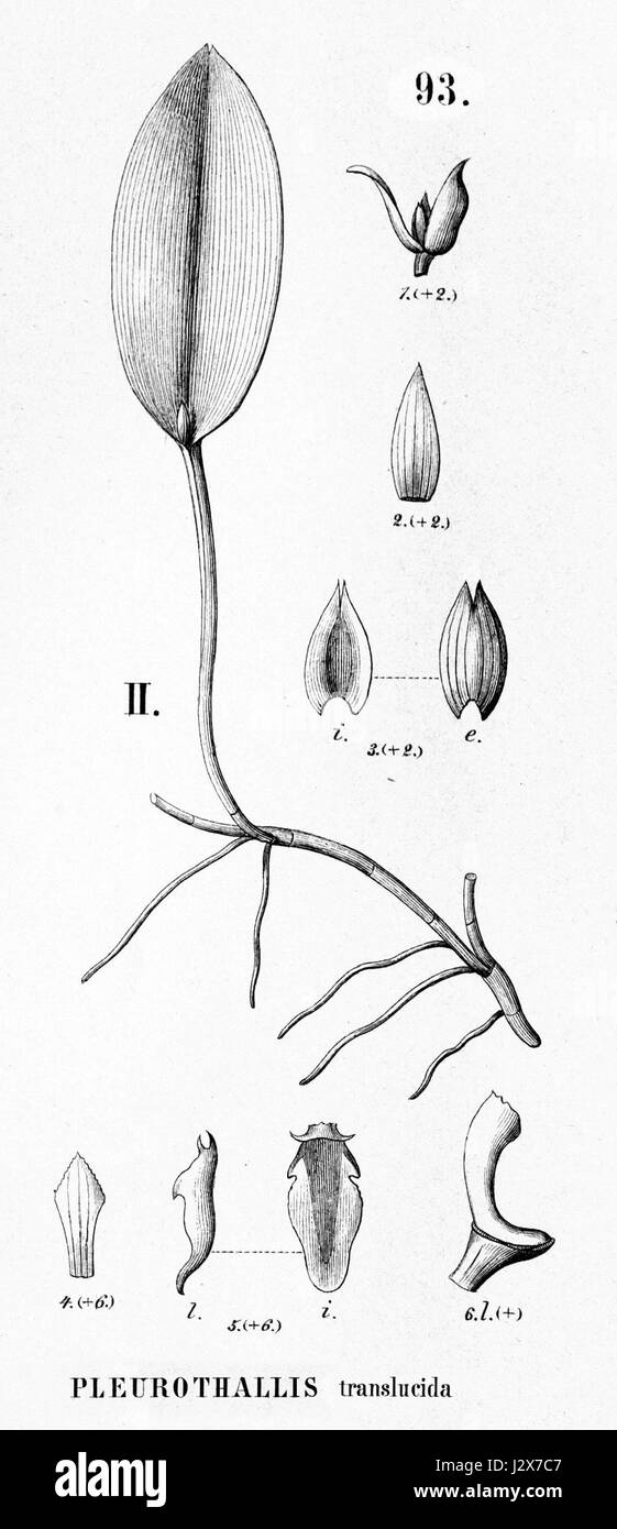 Acianthera translucida, früher bekannt als Pleurothallis translucida, ist eine in Brasilien heimische Orchideenart. Sie ist in einer botanischen Illustration aus der Flora brasiliensis dargestellt, die ihre einzigartigen Merkmale und ihren Lebensraum hervorhebt. Stockfoto